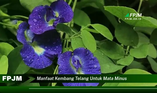 manfaat kembang telang untuk mata minus manfaat kembang telang untuk mata minus