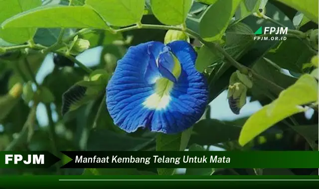 manfaat kembang telang untuk mata