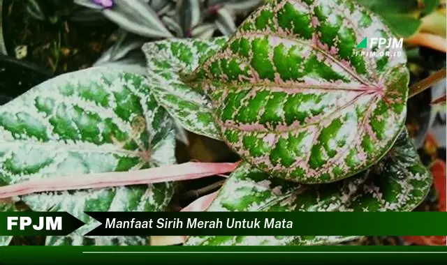 manfaat sirih merah untuk mata manfaat sirih merah untuk mata