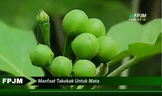 manfaat takokak untuk mata manfaat takokak untuk mata