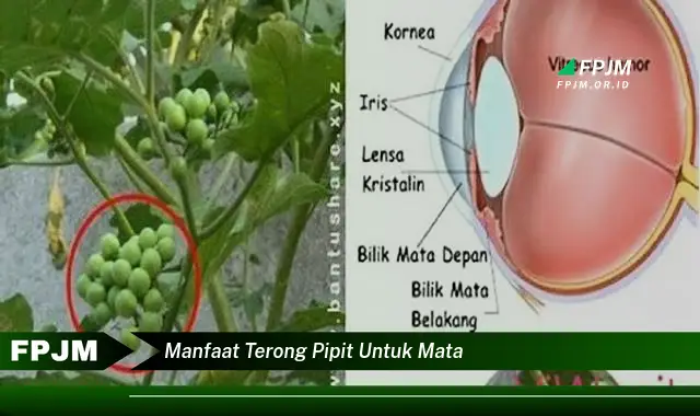 manfaat terong pipit untuk mata