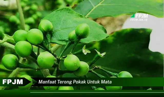 Ketahui 6 Manfaat Terong Pokak untuk Mata yang Bikin Kamu Penasaran - Discover NEWS