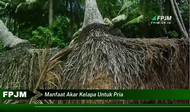 manfaat akar kelapa untuk pria manfaat akar kelapa untuk pria