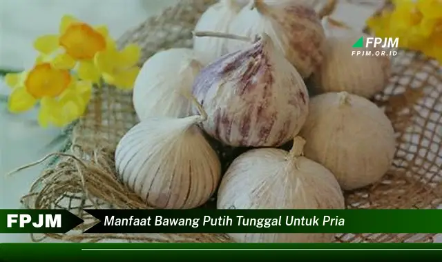 manfaat bawang putih tunggal untuk pria manfaat bawang putih tunggal untuk pria