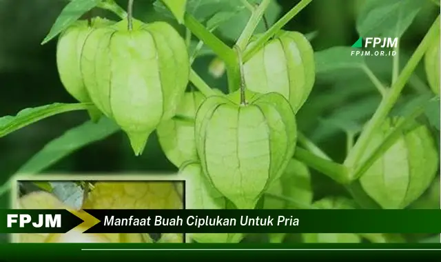 manfaat buah ciplukan untuk pria