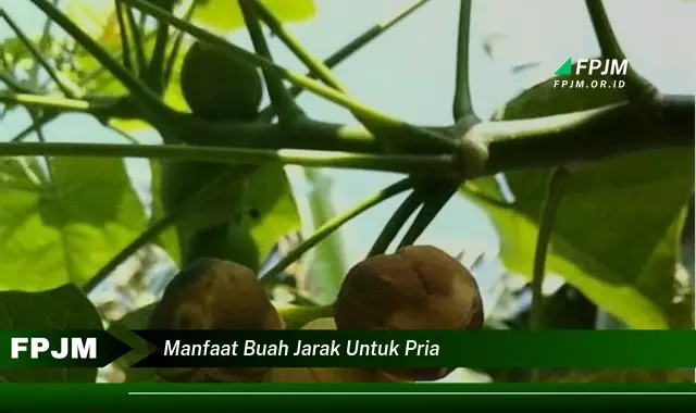 manfaat buah jarak untuk pria