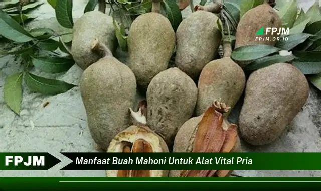 manfaat buah mahoni untuk alat vital pria manfaat buah mahoni untuk alat vital pria