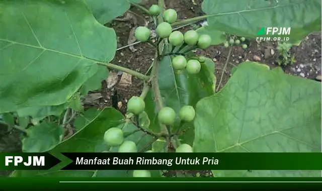 manfaat buah rimbang untuk pria