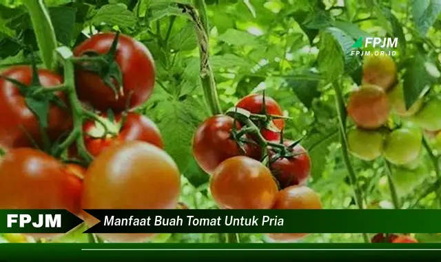 manfaat buah tomat untuk pria