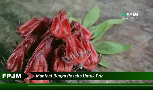 manfaat bunga rosella untuk pria