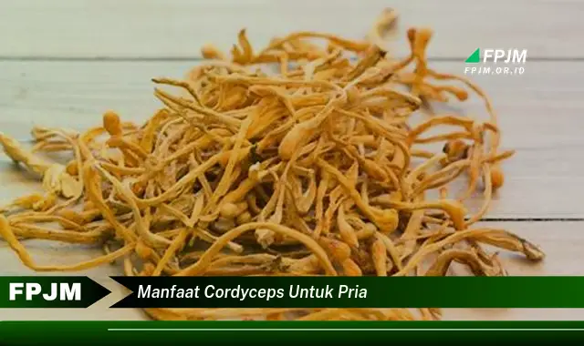 manfaat cordyceps untuk pria manfaat cordyceps untuk pria