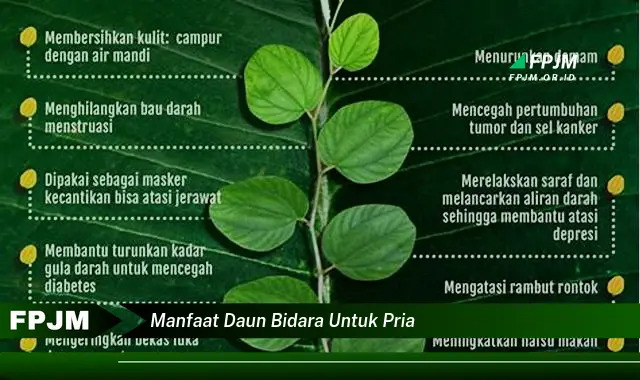 manfaat daun bidara untuk pria