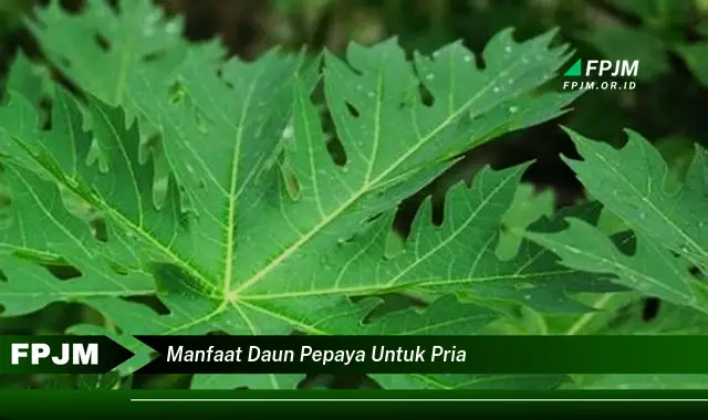 manfaat daun pepaya untuk pria