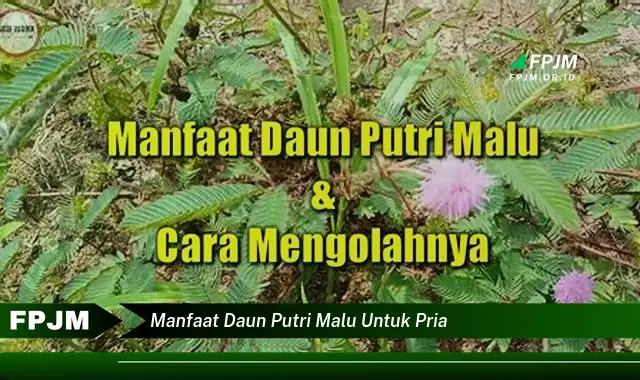 manfaat daun putri malu untuk pria