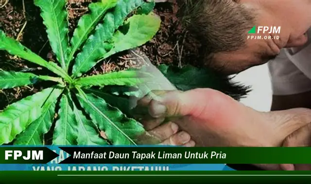 manfaat daun tapak liman untuk pria