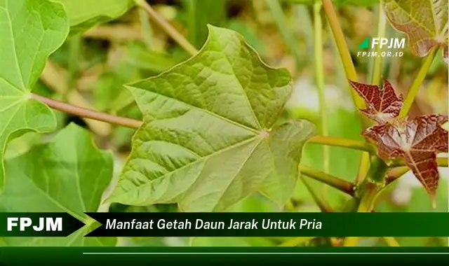 manfaat getah daun jarak untuk pria