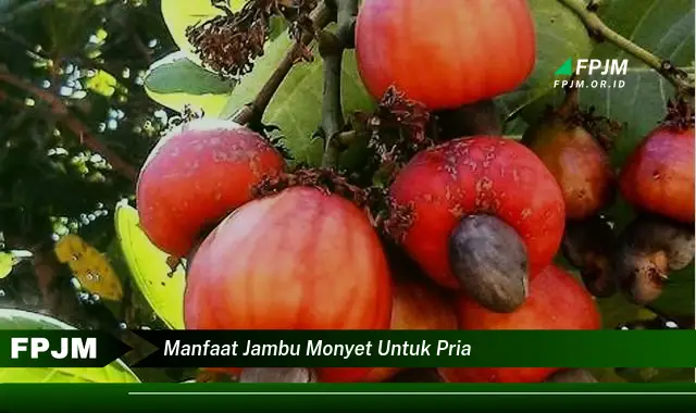 manfaat jambu monyet untuk pria