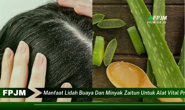 manfaat lidah buaya dan minyak zaitun untuk alat vital pria