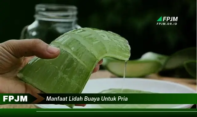manfaat lidah buaya untuk pria