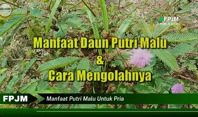 manfaat putri malu untuk pria manfaat putri malu untuk pria
