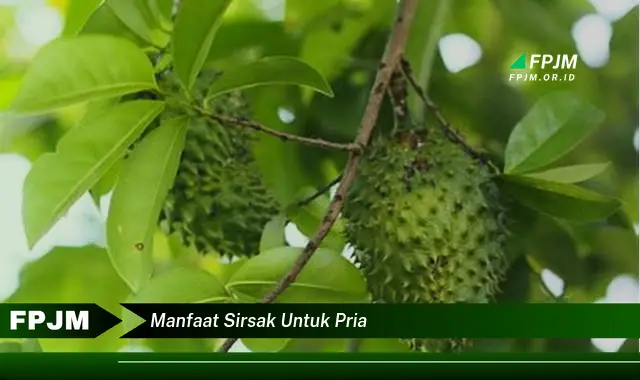 manfaat sirsak untuk pria