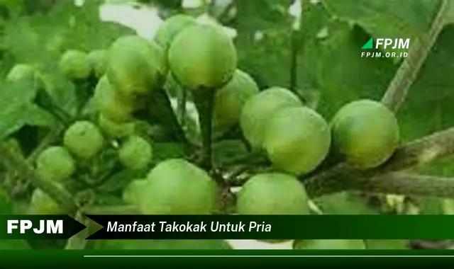 manfaat takokak untuk pria manfaat takokak untuk pria