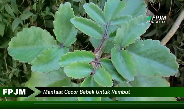 manfaat cocor bebek untuk rambut