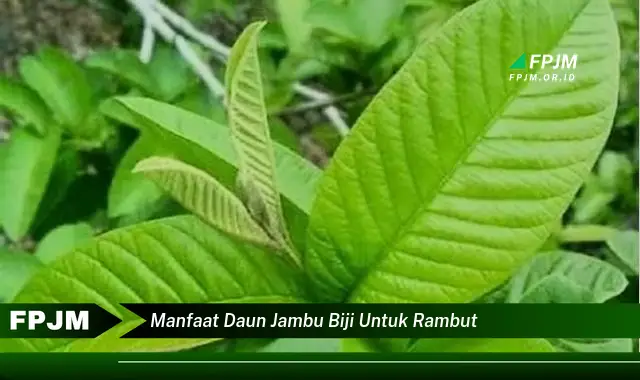 manfaat daun jambu biji untuk rambut