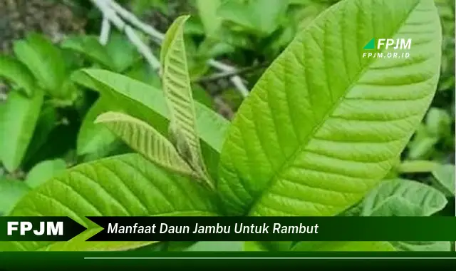 manfaat daun jambu untuk rambut manfaat daun jambu untuk rambut