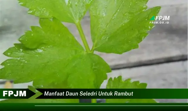 manfaat daun seledri untuk rambut