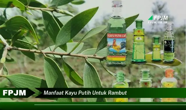 manfaat kayu putih untuk rambut manfaat kayu putih untuk rambut
