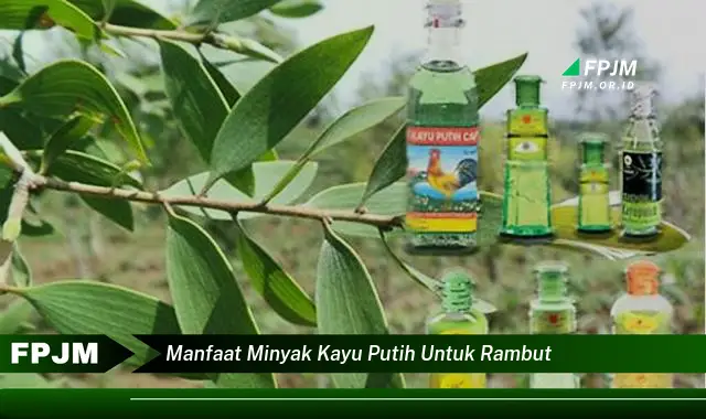 manfaat minyak kayu putih untuk rambut