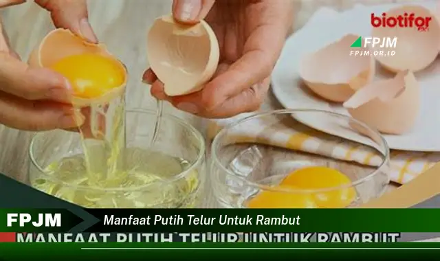 manfaat putih telur untuk rambut