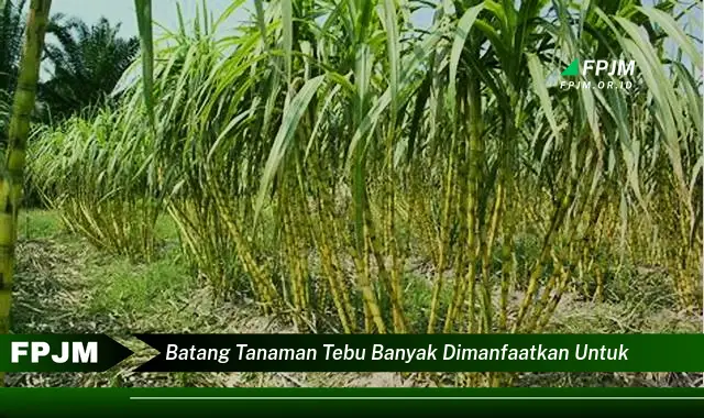 batang tanaman tebu banyak dimanfaatkan untuk