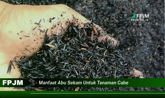 manfaat abu sekam untuk tanaman cabe