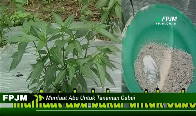 manfaat abu untuk tanaman cabai