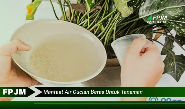 manfaat air cucian beras untuk tanaman