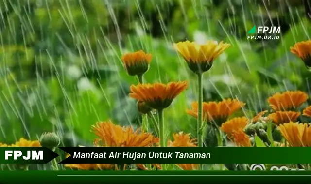 manfaat air hujan untuk tanaman