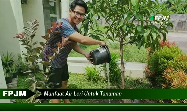 manfaat air leri untuk tanaman