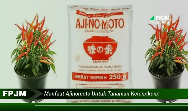 manfaat ajinomoto untuk tanaman kelengkeng