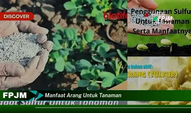 manfaat arang untuk tanaman