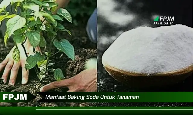 manfaat baking soda untuk tanaman