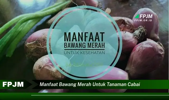 manfaat bawang merah untuk tanaman cabai