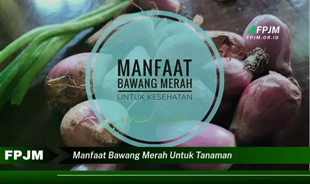 manfaat bawang merah untuk tanaman