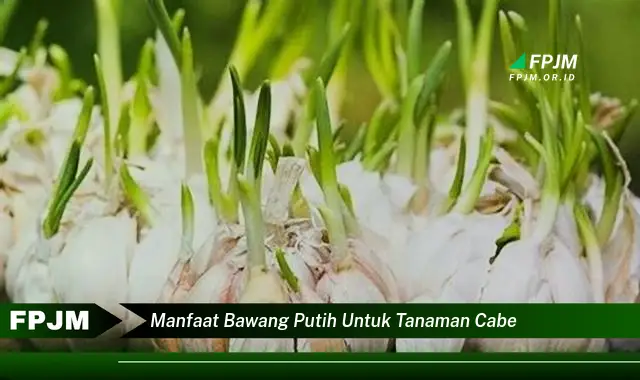 manfaat bawang putih untuk tanaman cabe