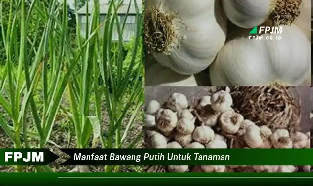 manfaat bawang putih untuk tanaman