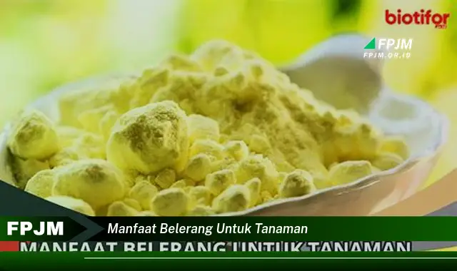 manfaat belerang untuk tanaman