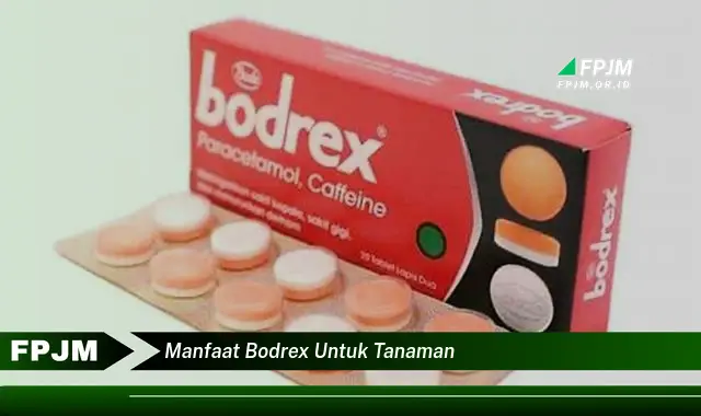 manfaat bodrex untuk tanaman