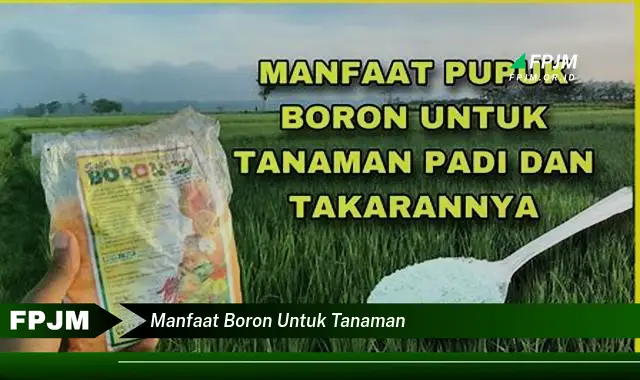 manfaat boron untuk tanaman