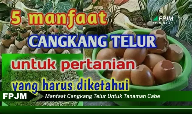 manfaat cangkang telur untuk tanaman cabe